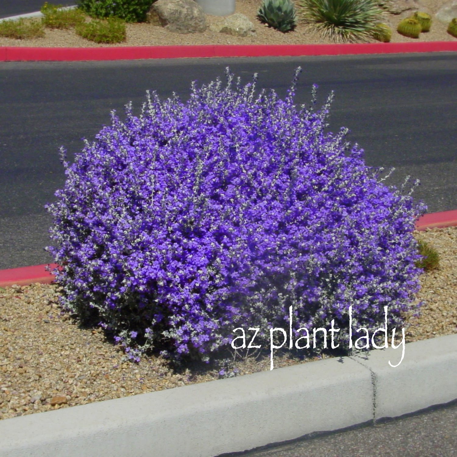 Gardening With Nature Texas Purple Sage A Great Waterwise Plant