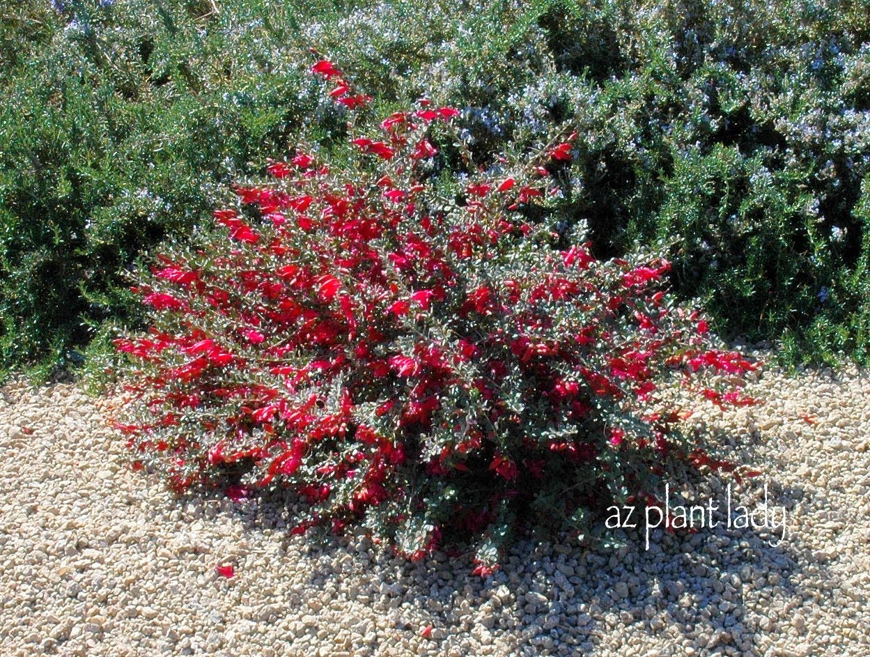 Three Dogs In A Garden New Shrubs For 2018