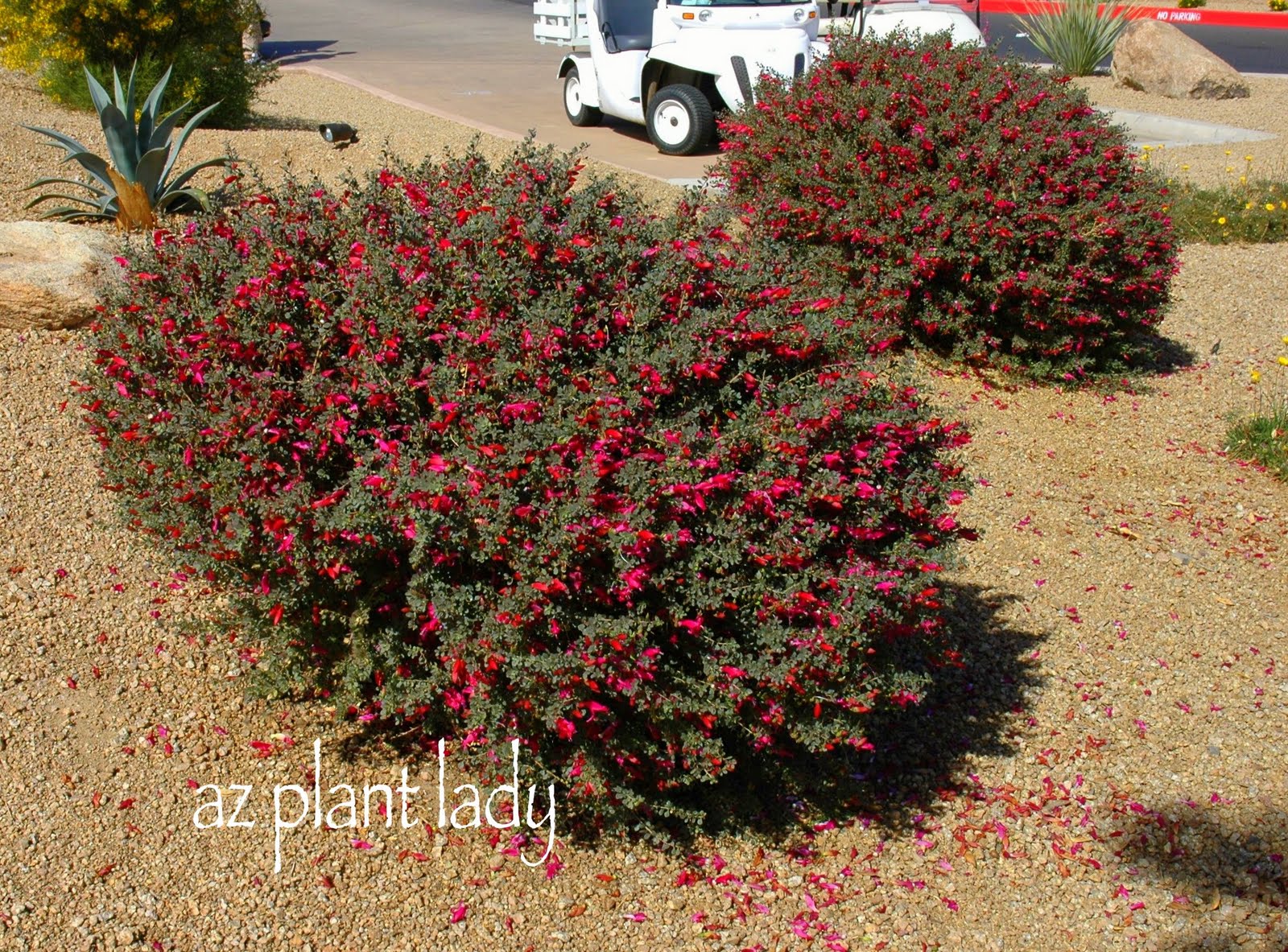 Valentine Bush Creates A Welcome Splash Of Red In Winter Gardens