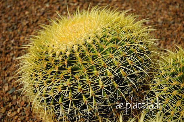 RAMBLINGS FROM A DESERT GARDEN....: Why Do Cactus Have Spines