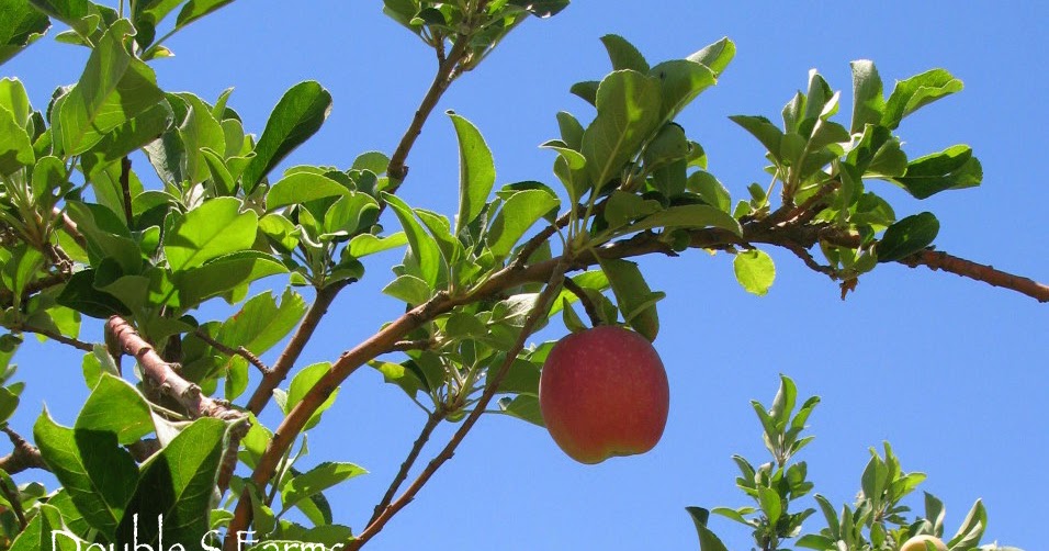 RAMBLINGS FROM A DESERT GARDEN.... A Harvest of Apples....