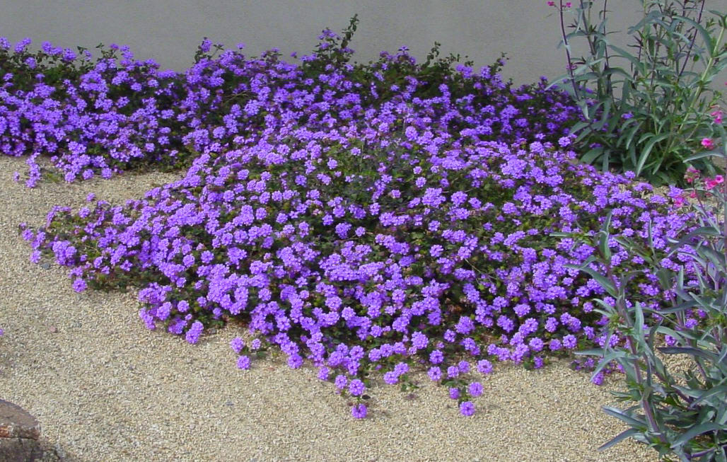 Curing the Garden Blahs with Color Ramblings from a Desert Garden