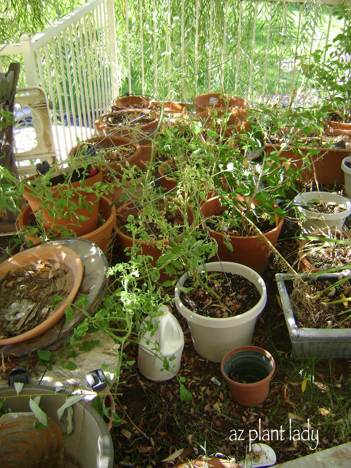 A Hospital for Plants? Ramblings from a Desert Garden