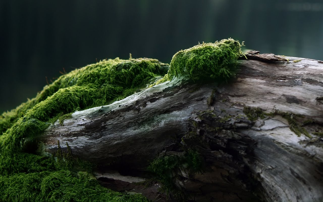 Duvar Kağıtları Wallpapers Sayfa 6 Keyfi Müzik