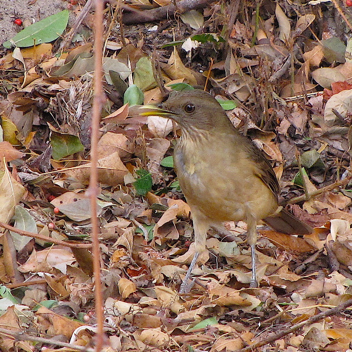 Baby Thrush Bird