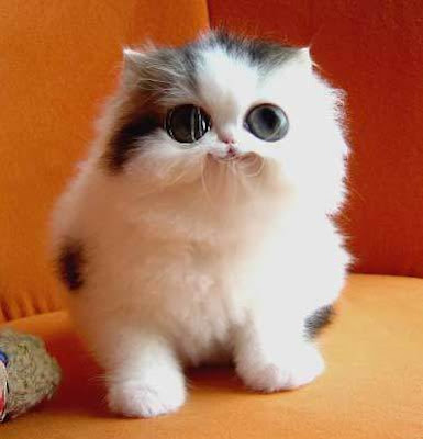 kucing parsi nak2 ada x sape2 nk hadiahkn