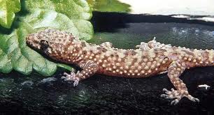 Mediterranean Forest For AP Bio: Animals In Mediterranean- 36° 6'40.74