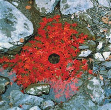 Leaves with Hole