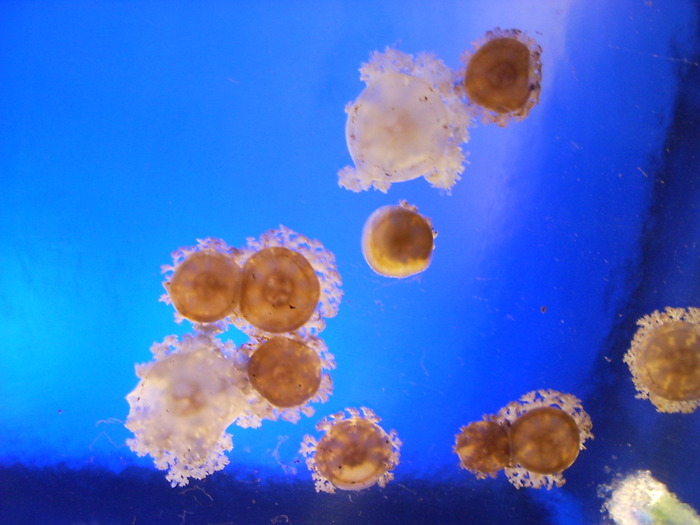 [meduses1.jpg]