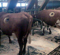 El timpanismo y las vacas,