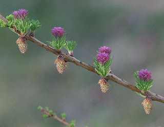 closeup photo of lucia's flowers and cones