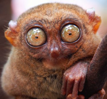 Every things: The World Ugliest Animals