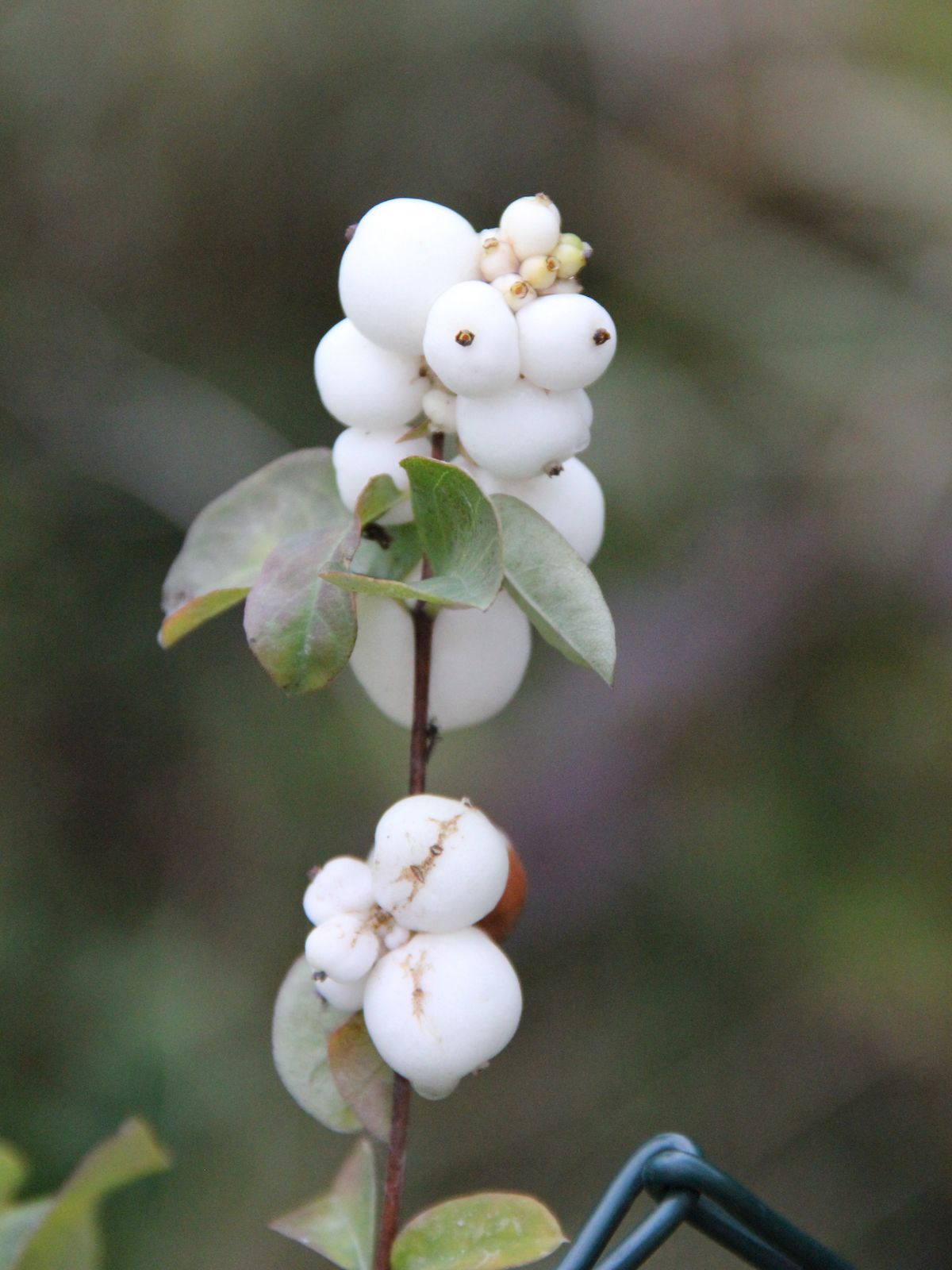 Singapore Plants Lover December 2010