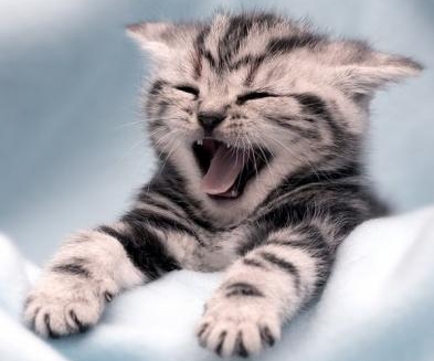 cute-kittens.jpg