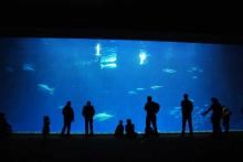 Monterey Aquarium