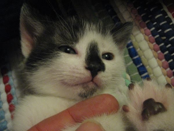 [kitten3.Moo_0595s.JPG]