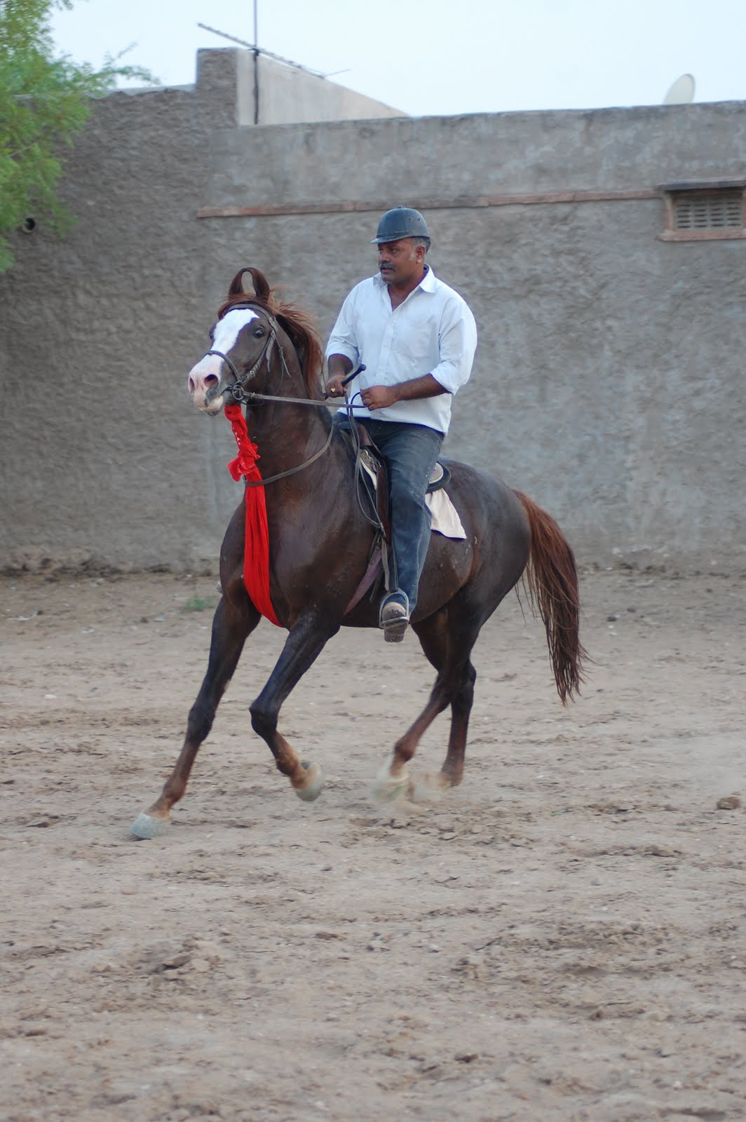 Marwari horse (indigenous horses of india)