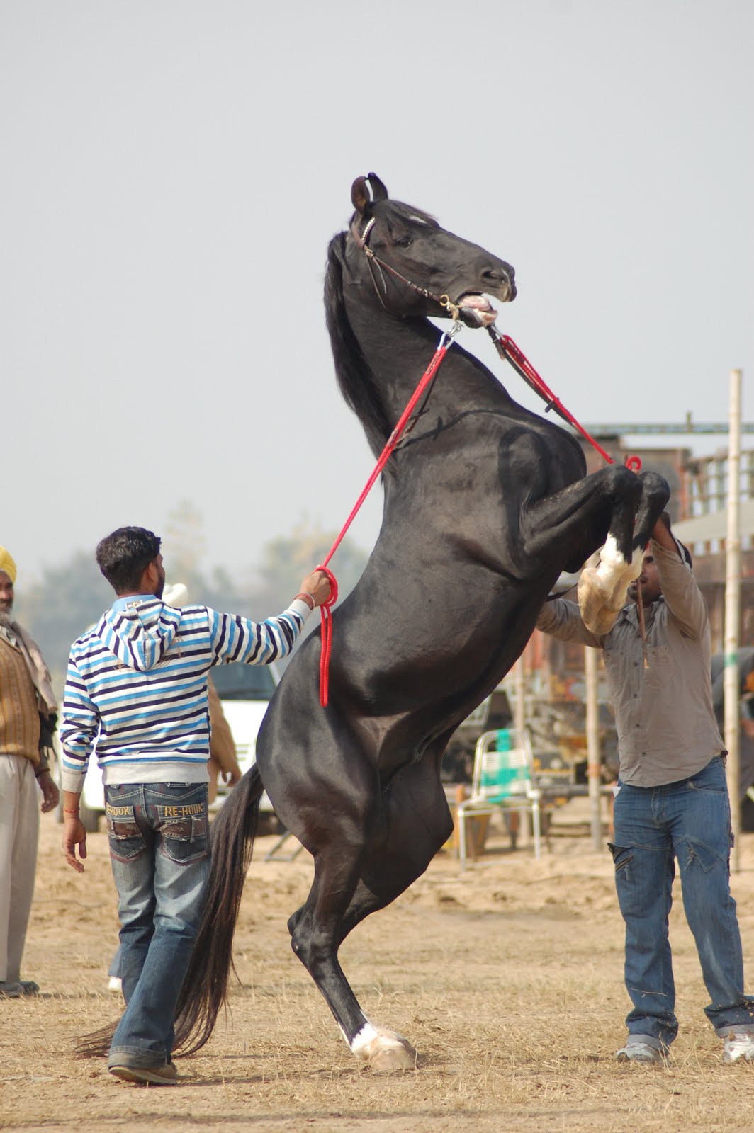 Marwari horse (indigenous horses of india)