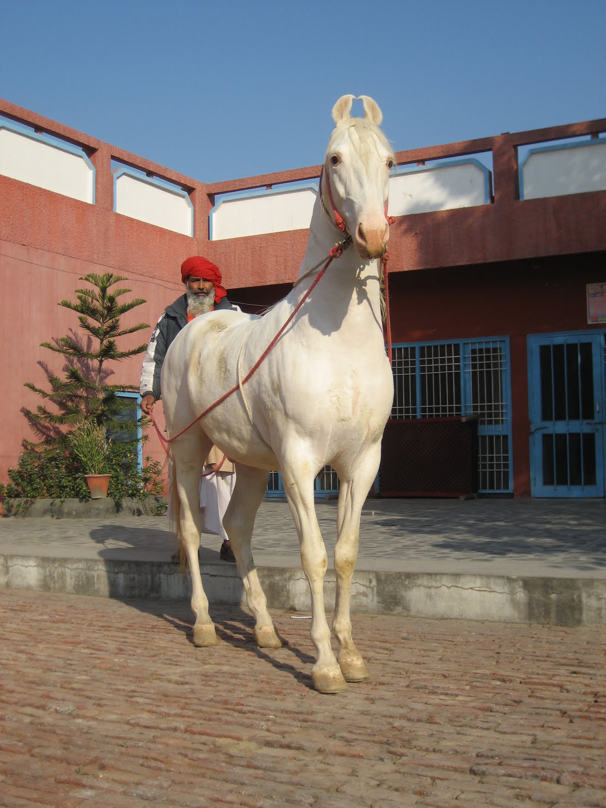 Marwari horse (indigenous horses of india) July 2010 Marwari horses