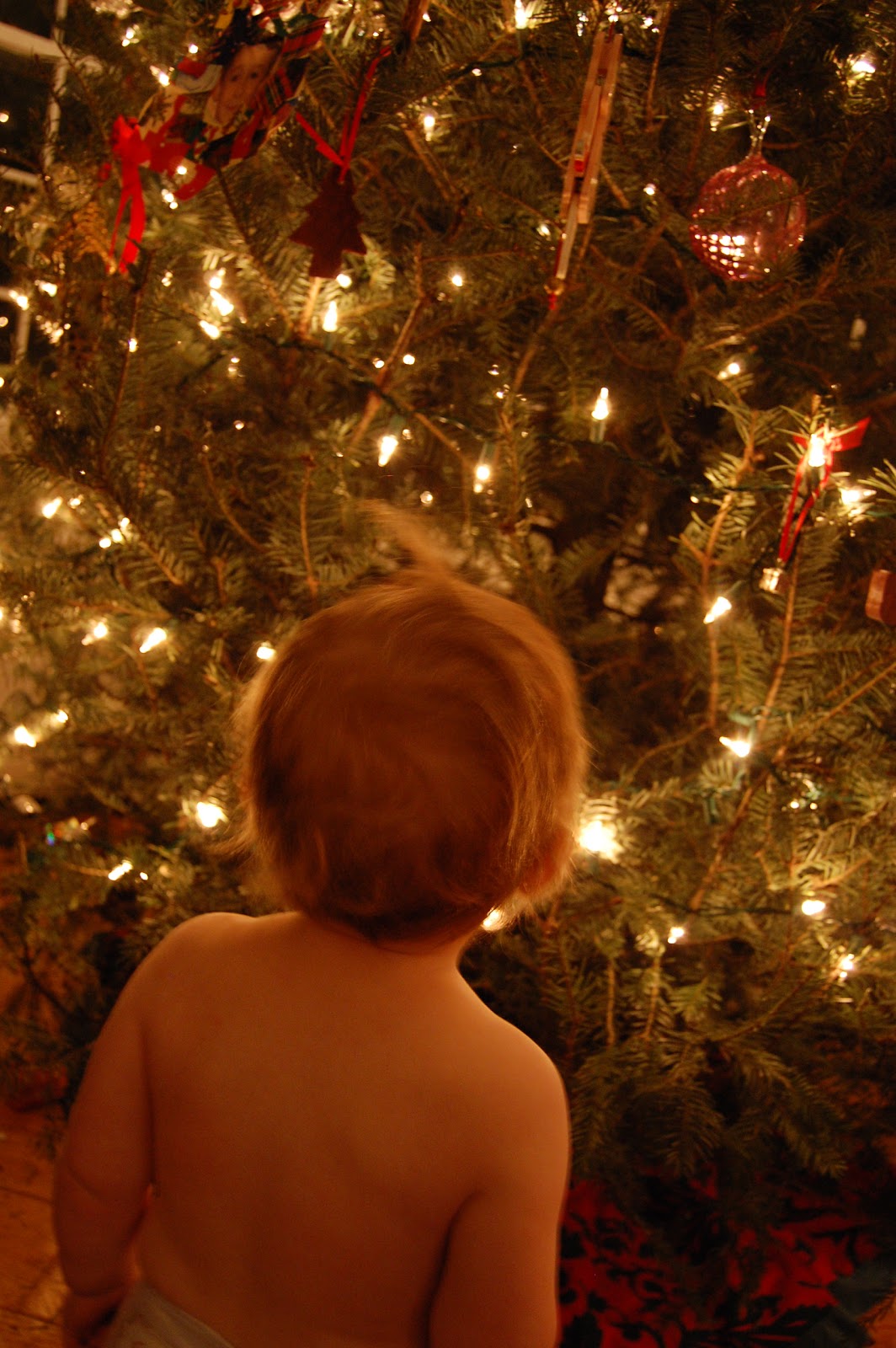 Views From My Kitchen Sink Stop and Smell the Christmas Tree