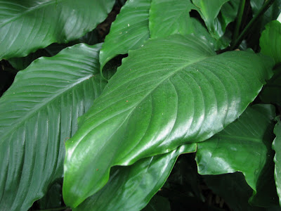 pin big leaf house plants pictures on pinterest pin big leaf house plants pictures on pinterest