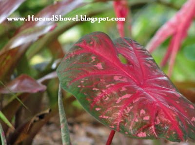 Red Flash Caladium