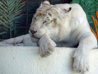 White Lion Animal Facts. White Lion