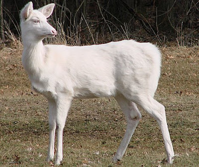 Albino Elk