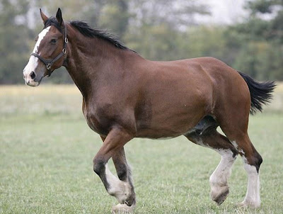 http://4.bp.blogspot.com/_JmpkIMgnzIE/SsYDgVtSEAI/AAAAAAAAiJE/J8Q7drPZ2M0/s400/10ft+Poe+set+to+gallop+into+the+record+books+4.jpg