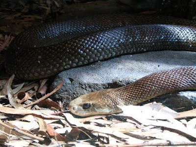 Dangerous Snake Seen On www.coolpicturegallery.us Dangerous Snake Seen On www.coolpicturegallery.us