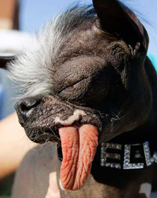 ugly dogs and cats. Picture of worlds ugliest dog,