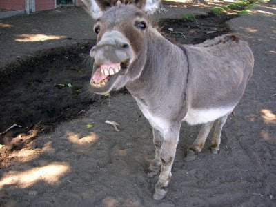 [Image: ugly-donkey3.jpg]