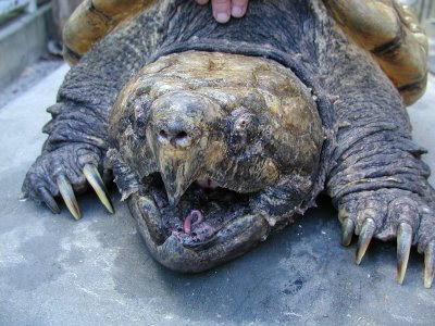 http://4.bp.blogspot.com/_Jmv4oU5K4LM/Sj8b4u483bI/AAAAAAAAAm4/33M3mys4CNk/s400/ugly-turtle.JPG
