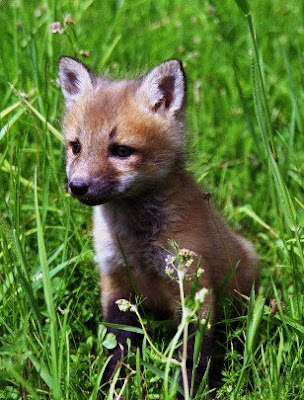 baby-fox.jpg