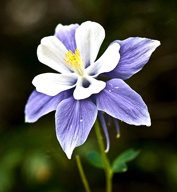 The Tragedy of Hamlet, Prince of Denmark Ophelia’s Flowers
