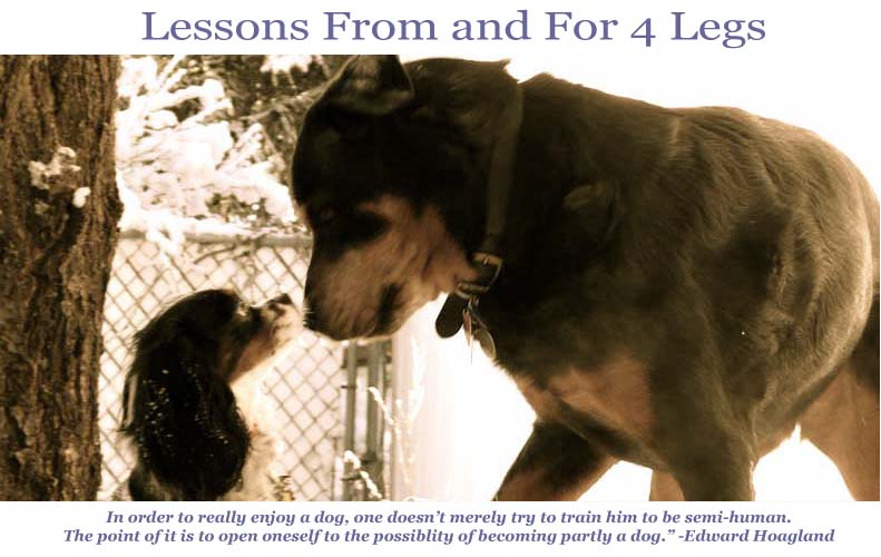 The First Lessons From and For 4 Legs