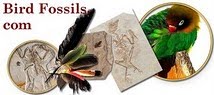 Bird Fossils.com