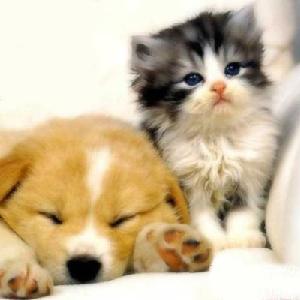 pets1.jpg