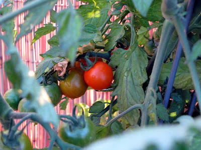 Bucolic Bushwick a Brooklyn Rooftop Container Vegetable Garden