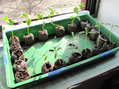 Bushwick Rooftop Container Gardening Seedlings