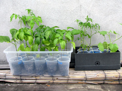 Bucolic Bushwick 2010 Vegetable Seedlings