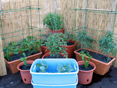 Bushwick Rooftop Vegetable Garden