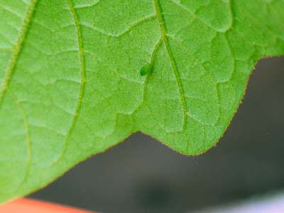 Rooftop Vegetable Container Garden Pest