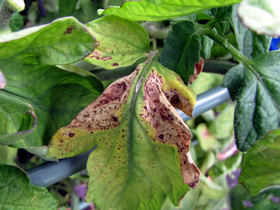 Rooftop Garden Vegetable Disease