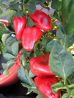 Rooftop Garden Sweet Pepper