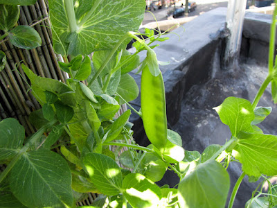 Bushwick Rooftop Container Garden Pea Plant