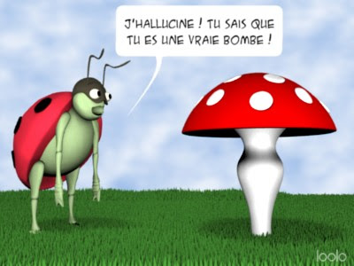 coccinelle_champignon.jpg