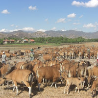 gambar peternakan sapi gambar peternakan sapi