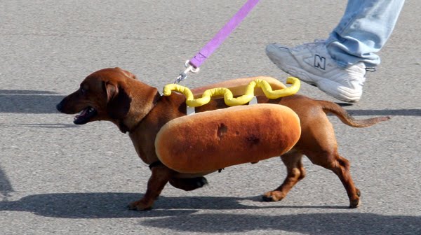 hot dogs hot dogs