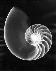 [chambered+nautilis+xray.jpg]